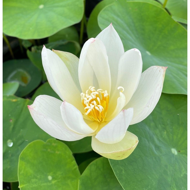 Little Princess - Perfect Little Mini Lotus (Bare Root)