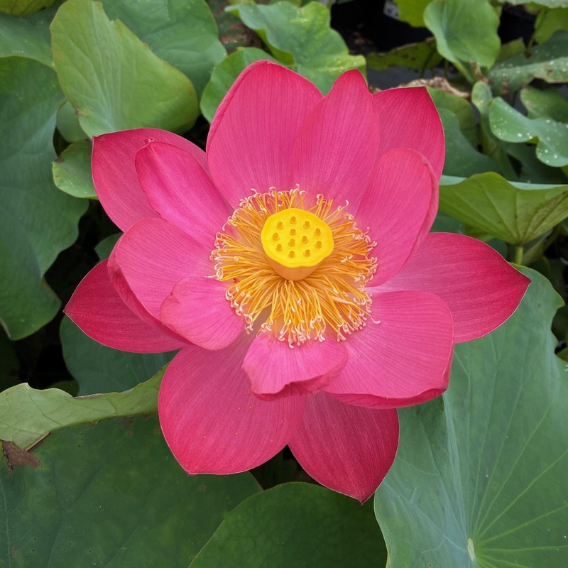 Little Red Chrysanthemum Lotus (Bare Root)