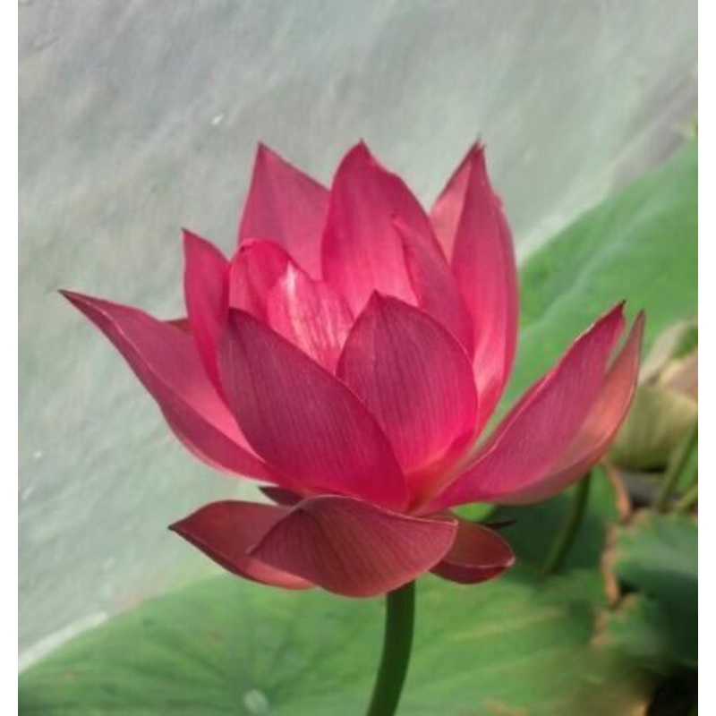 Little Red Missing Lotus (Bare Root)