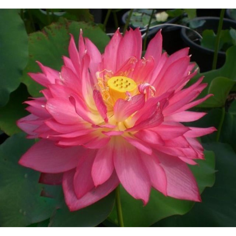 Long-Petal Peach Red Lotus (Bare Root)