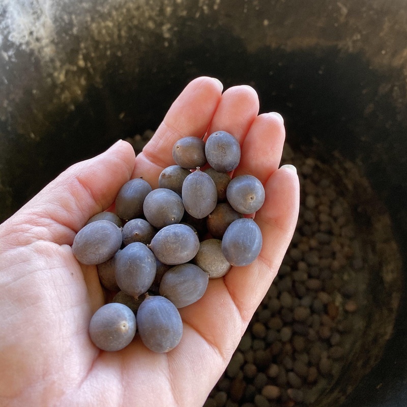 Lotus Seeds  (Random Hybrids)