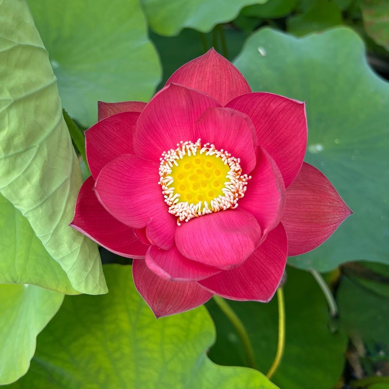 Love Song Lotus (Bare Root)