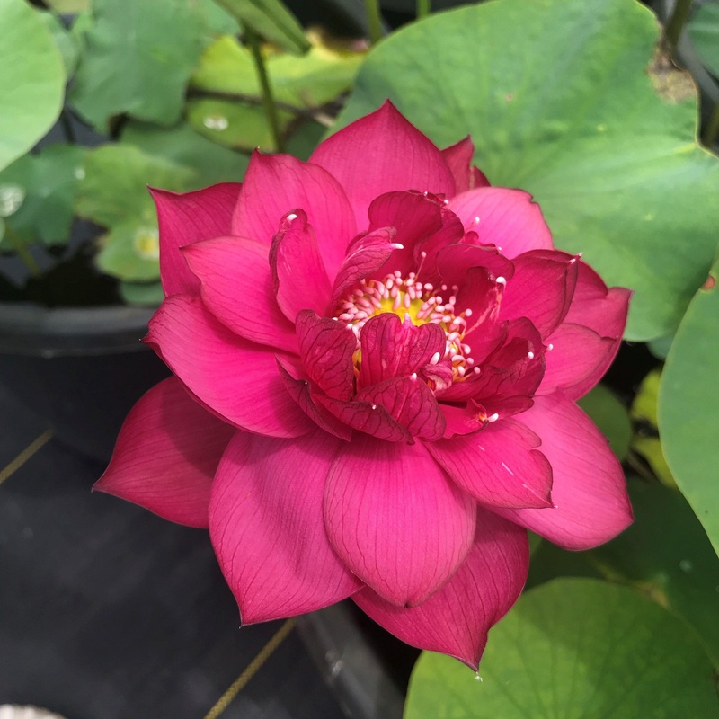 Magnificent 15 - Award Winner Lotus (Bare Root)