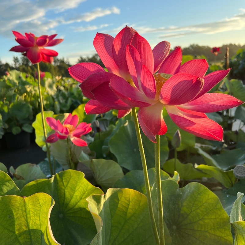 Magnificent - Showstopper Lotus (Bare Root)
