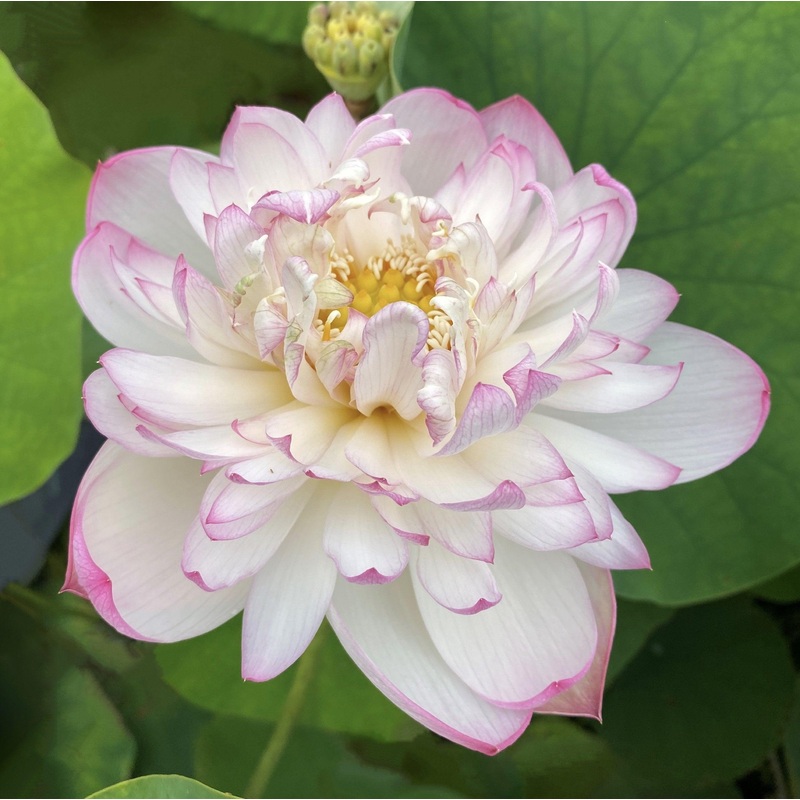 Mallory, My Love Lotus (Bare Root)