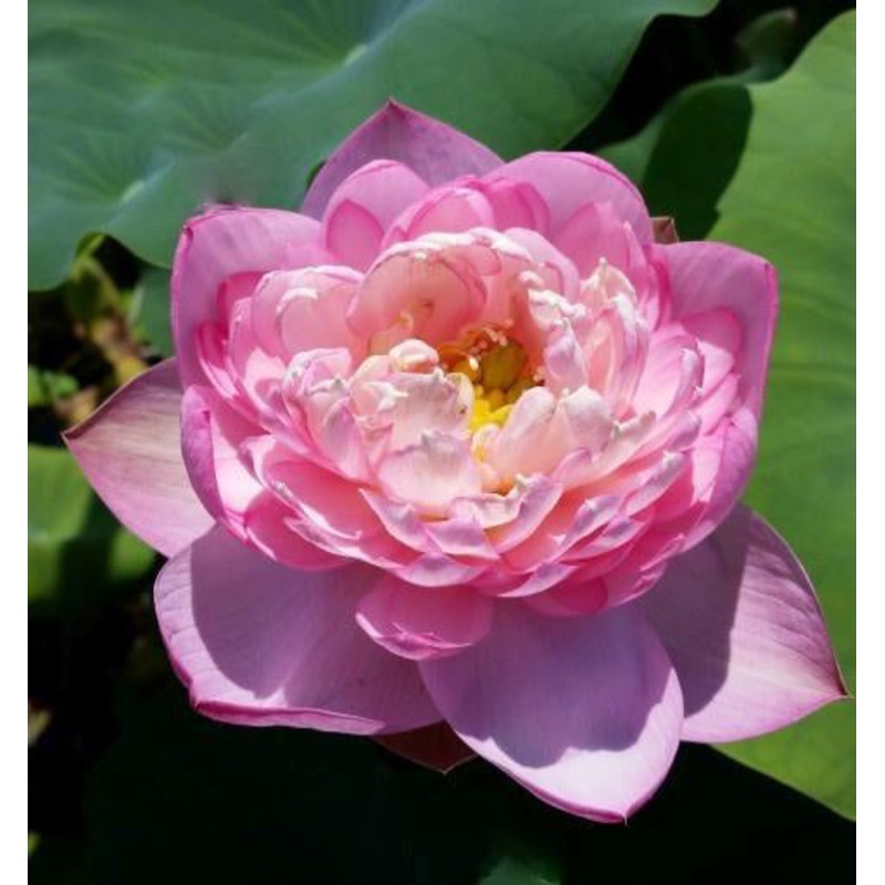 Moonbeam- Color as Soft as the Night Lotus (Bare Root)