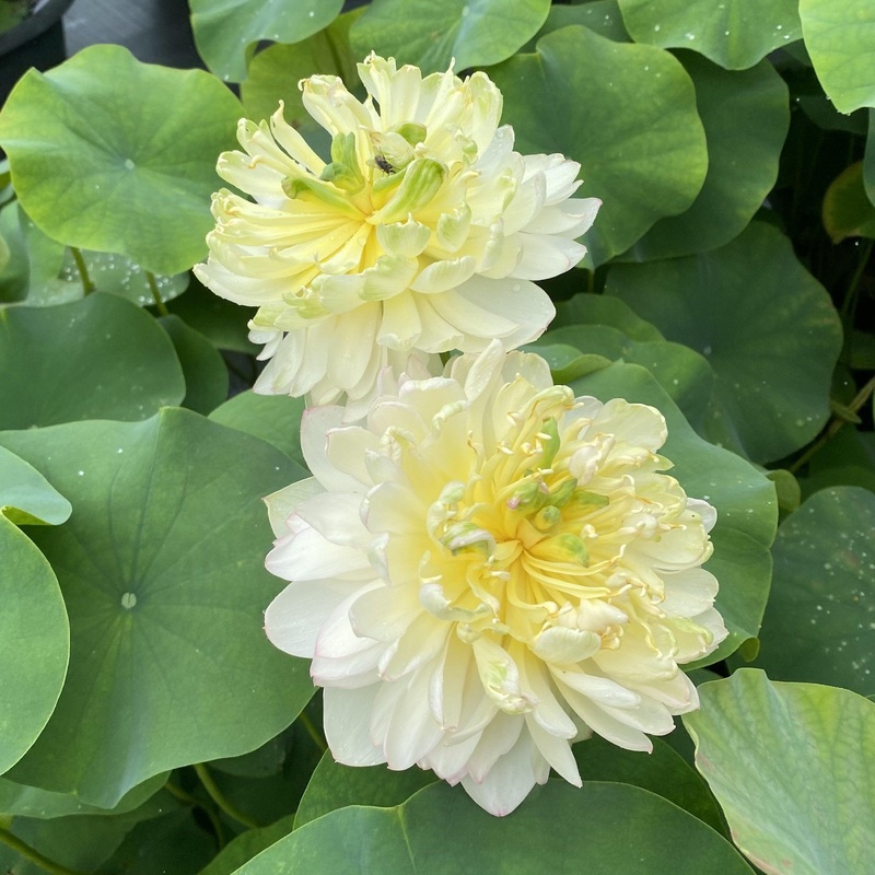 Moonlight On the River Lotus (Bare Root)