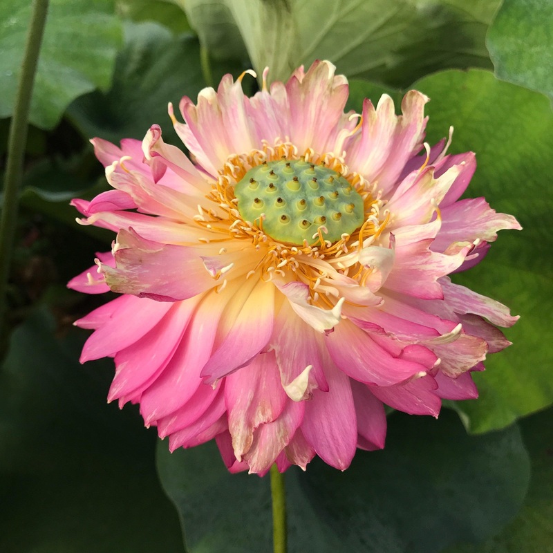 Moonlight Over Qinhuai - Totally Unique Lotus (Bare Root)