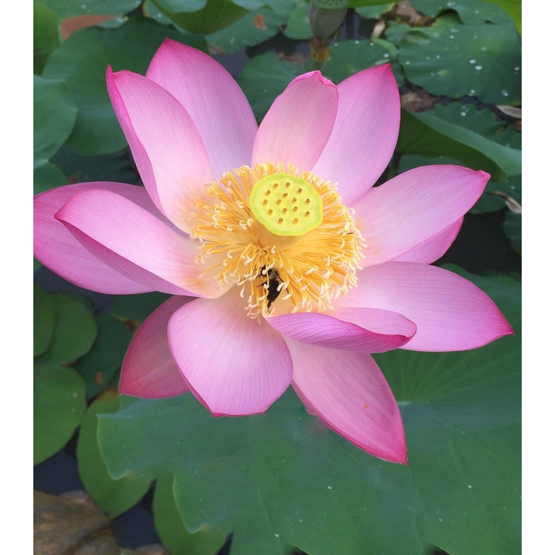 Morning in Yaochi Lotus (Bare Root)
