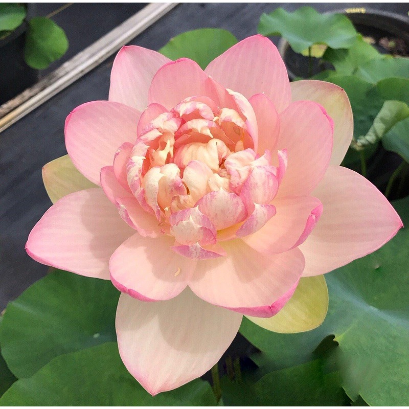 Mrs. Perry D. Slocum - Queen of American Lotus (Bare Root)