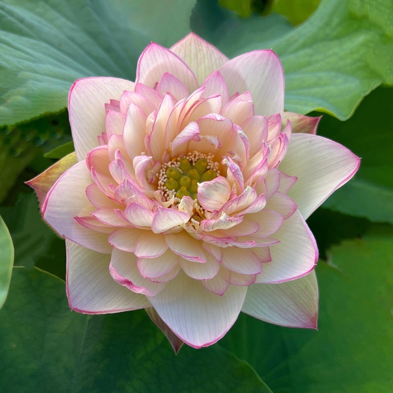New Cloud Brocade - Yummy Pink Lotus (Bare Root)