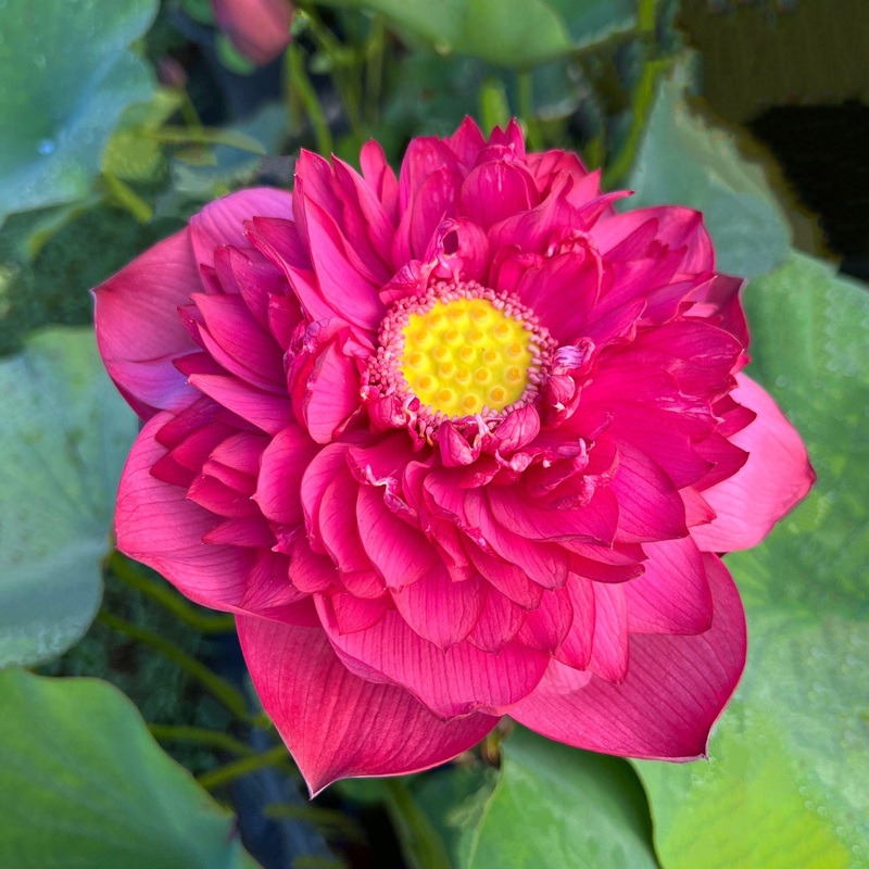 New Lanceolate Red - Red Stamen Lotus (Bare Root)