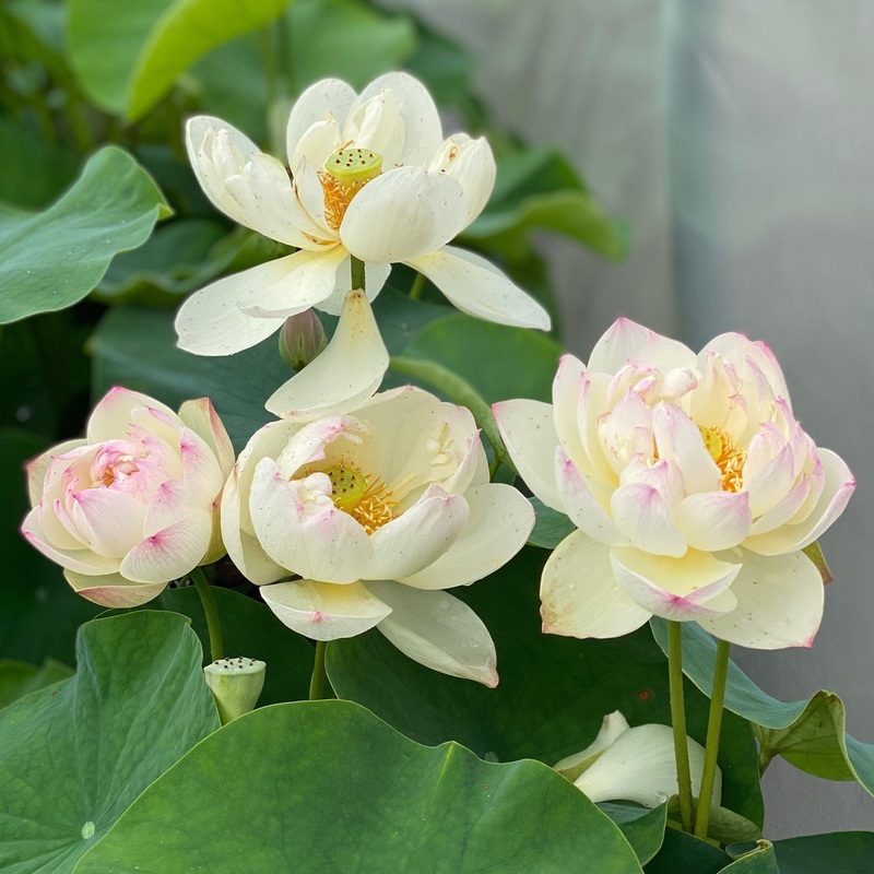 Olympic Lotus (Bare Root)