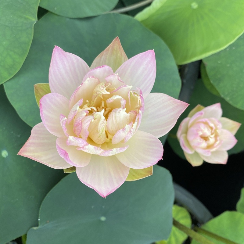 Oriole Out of Water Lotus (Bare Root)