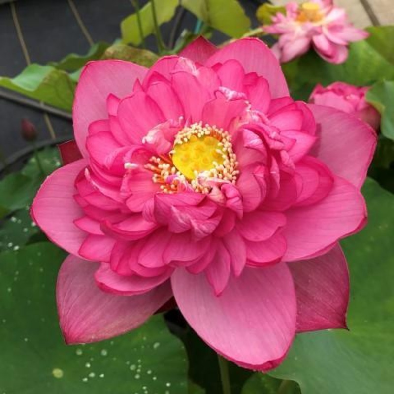 Outstanding Talent Lotus (Bare Root)
