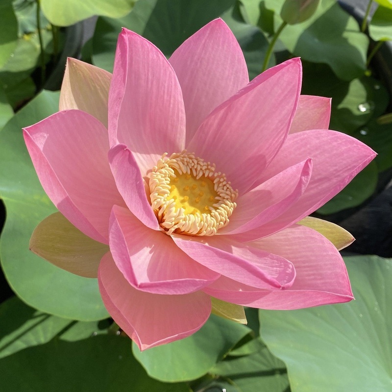 Patricia Garrett Lotus (Bare Root)