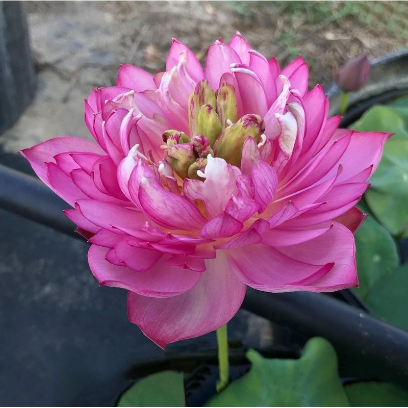 Pearls on a Red Plate -Super Bloomer Lotus (Bare Root)