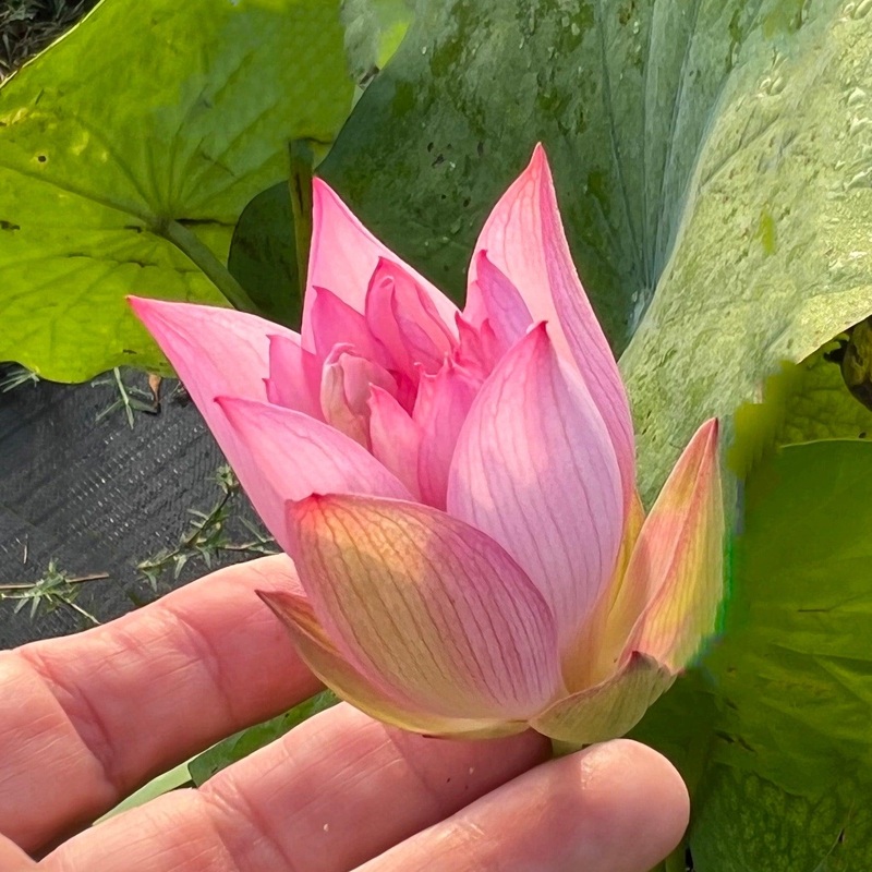 PeeBee Pink - Mini Pink Perfection Lotus (Bare Root)