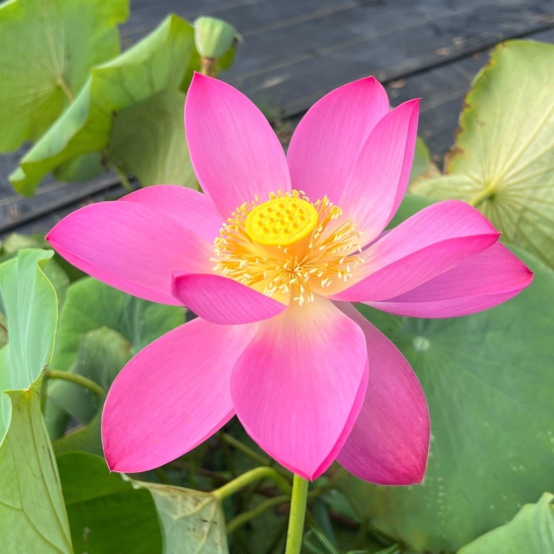 Pekinensis Rubra Lotus (Bare Root)