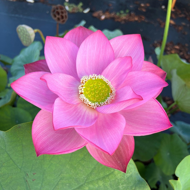 Peppermint Pink Lotus (Bare Root)