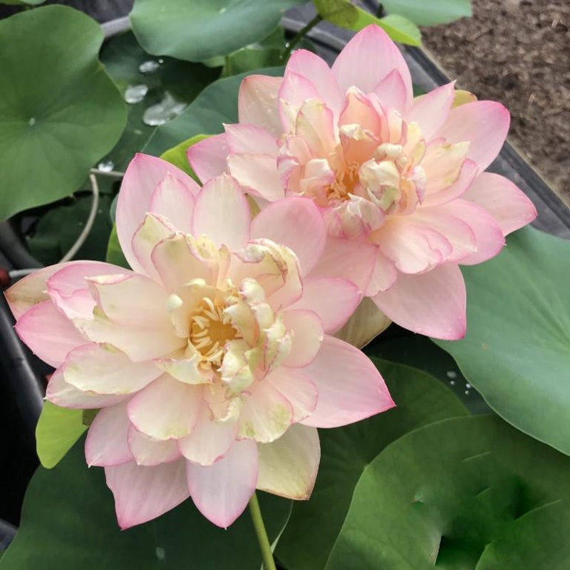 Perry's Super Star Lotus (Bare Root)
