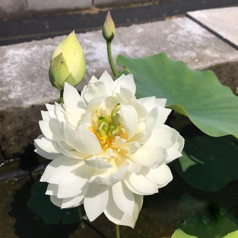 Petite Brocade Edge - Pure White Lotus (Bare Root)