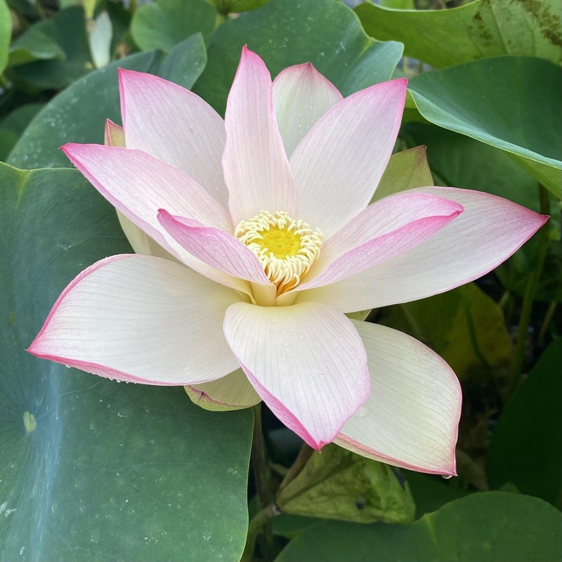 Piano Melody - Music in the Air Lotus (Bare Root)