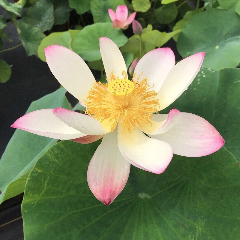 Pink and Gold - Classic Perfection Lotus (Bare Root)