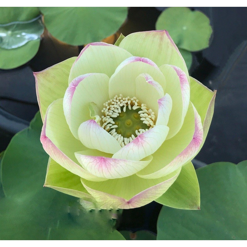 Pink Beauty - Green Petals Lotus (Bare Root)