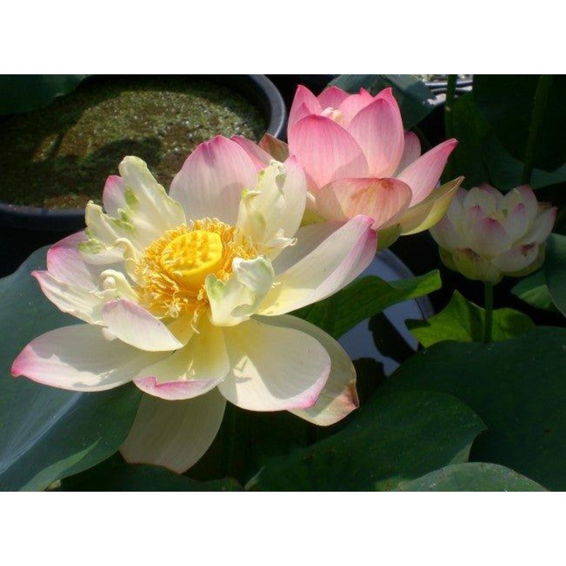Pink Butterfly Lotus (Bare Root)