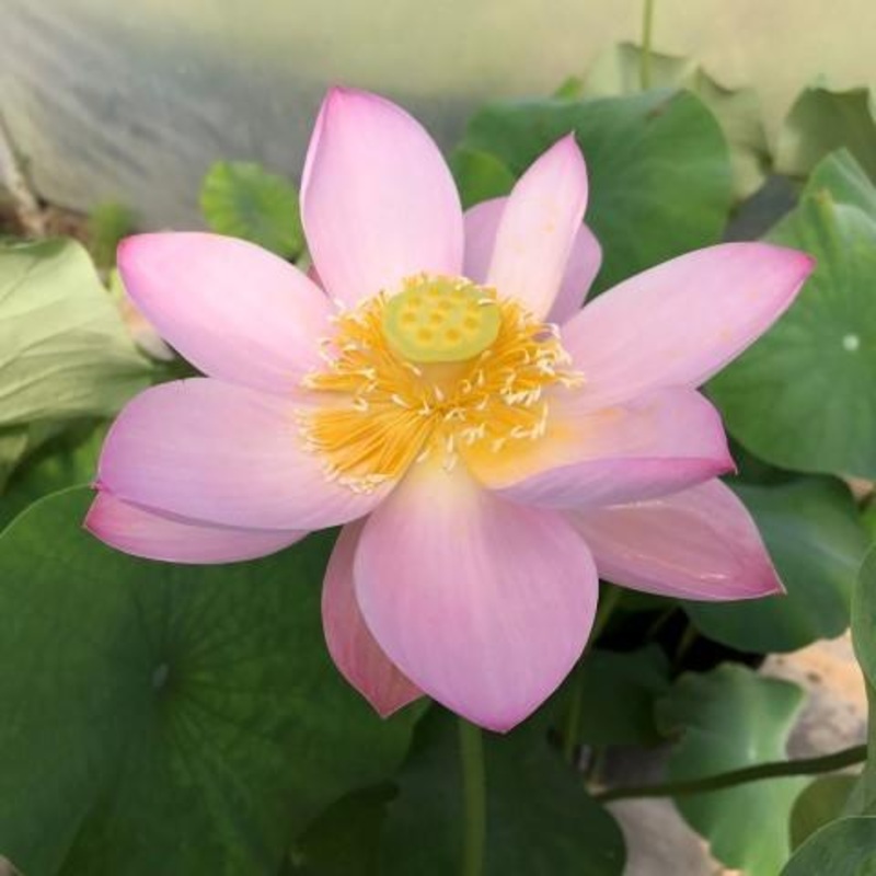 Pink Parfait Lotus (Bare Root)