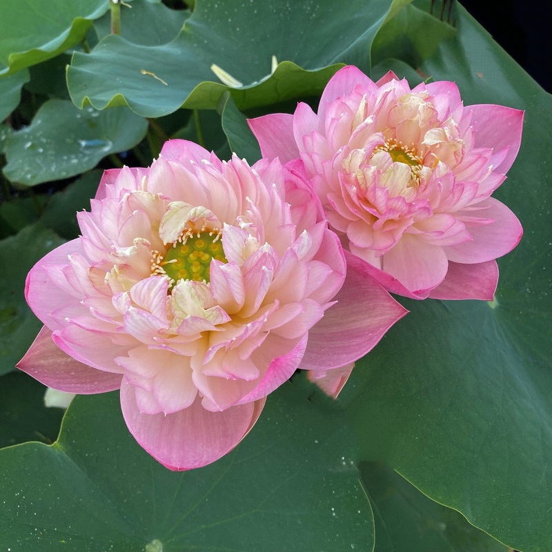 Pink Peach Lotus (Bare Root)
