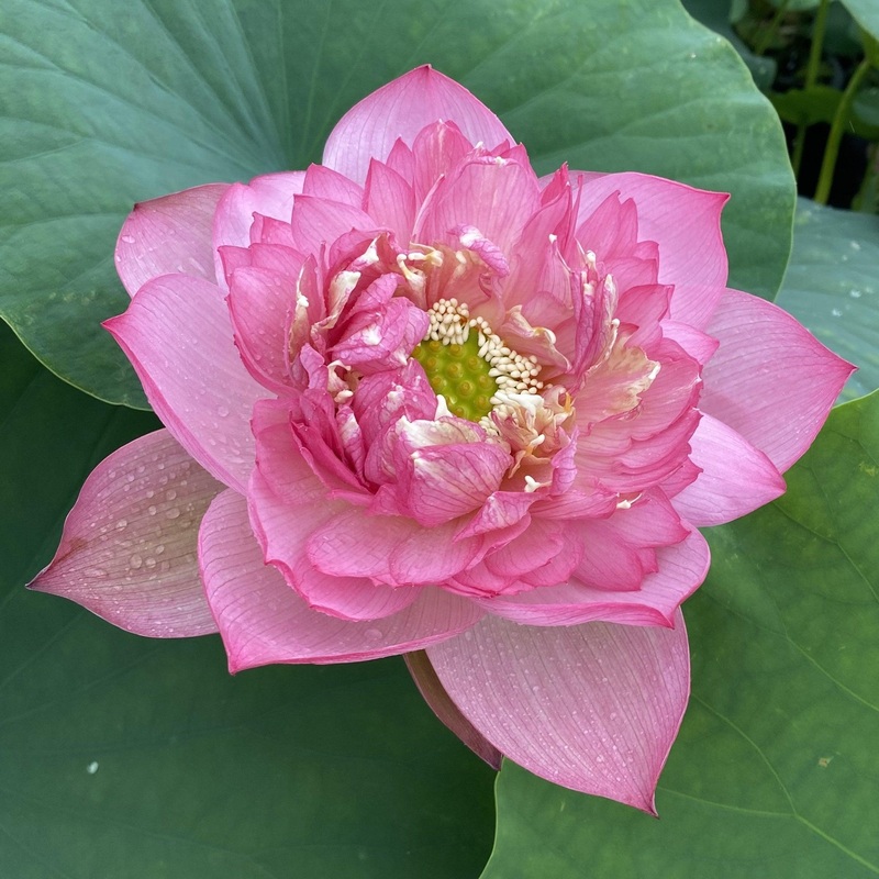 Pink Symphony - Delicious Color Lotus (Bare Root)