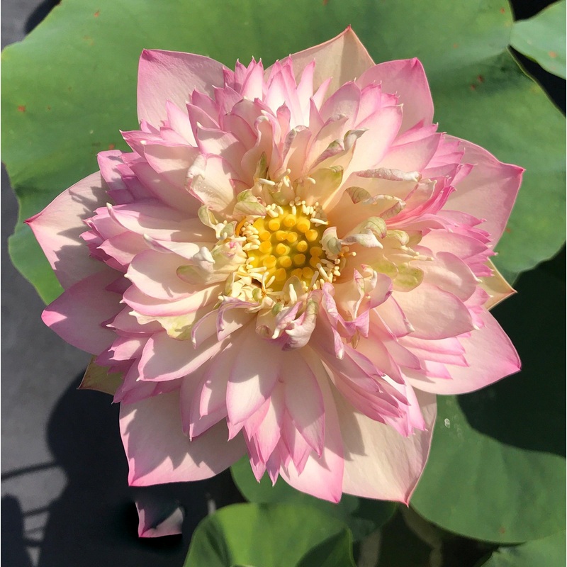 Pretty Flower Lotus (Bare Root)
