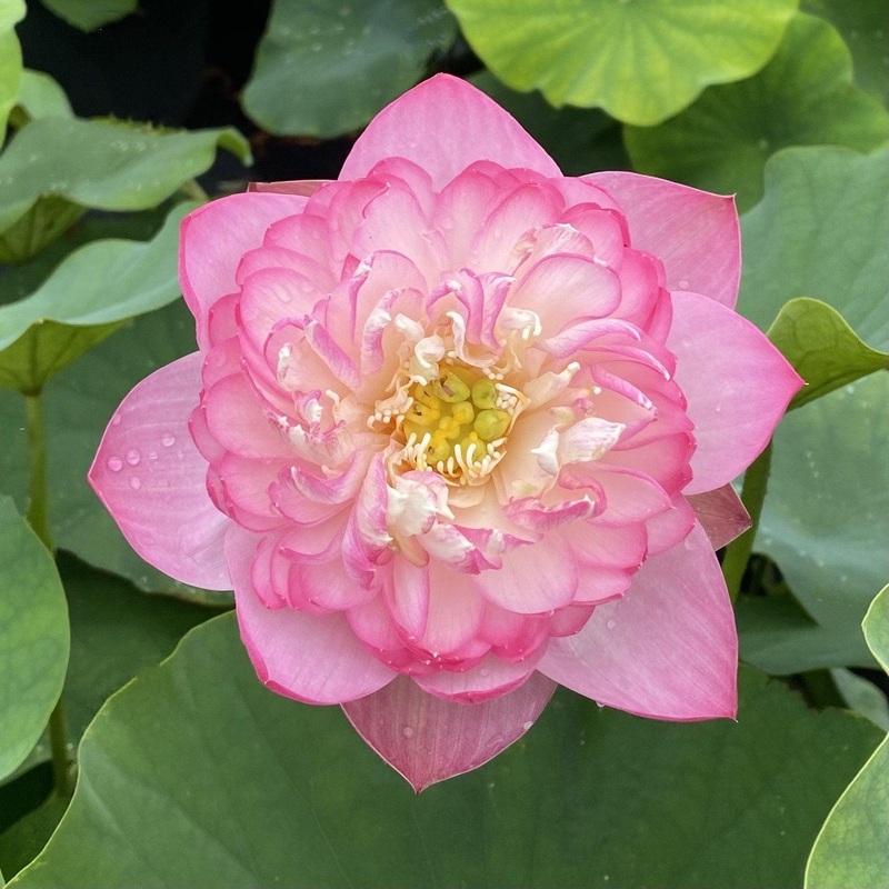 Princess Ellen of Ten Mile Creek Lotus (Bare Root)
