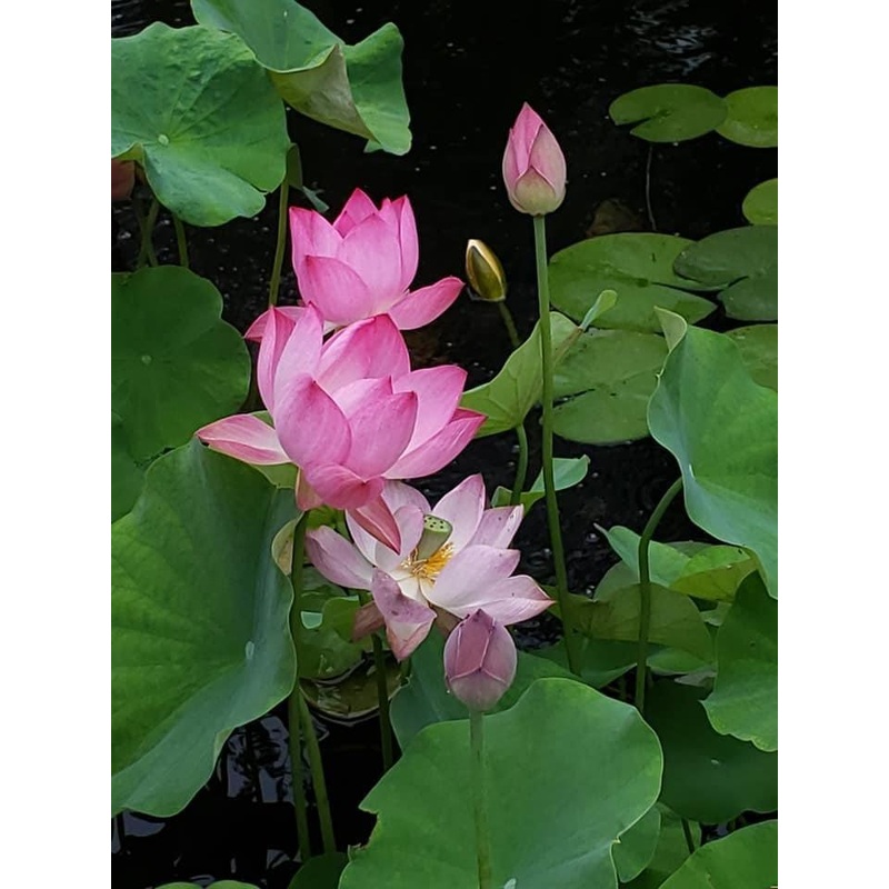Princess Harper of Ten Mile Creek Lotus (Bare Root)