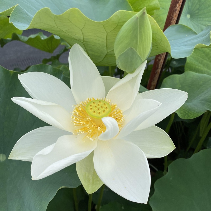 Princess Kennedy Lotus (Bare Root)