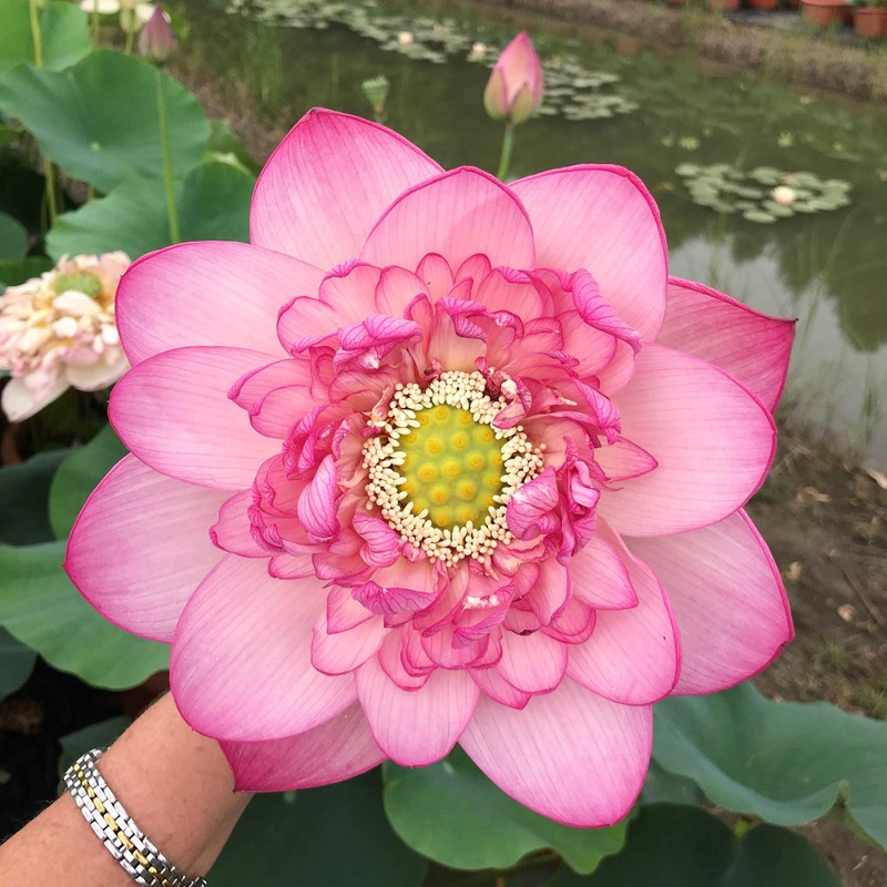 Prosperous Purple Lotus (Bare Root)
