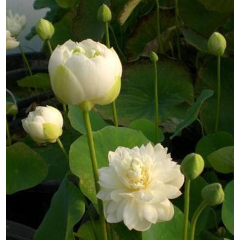 Pure Girl - Very Small Lotus (Bare Root)