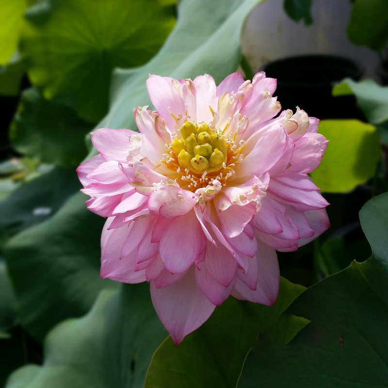 Purple Gold - A Treasure For You Lotus (Bare Root)
