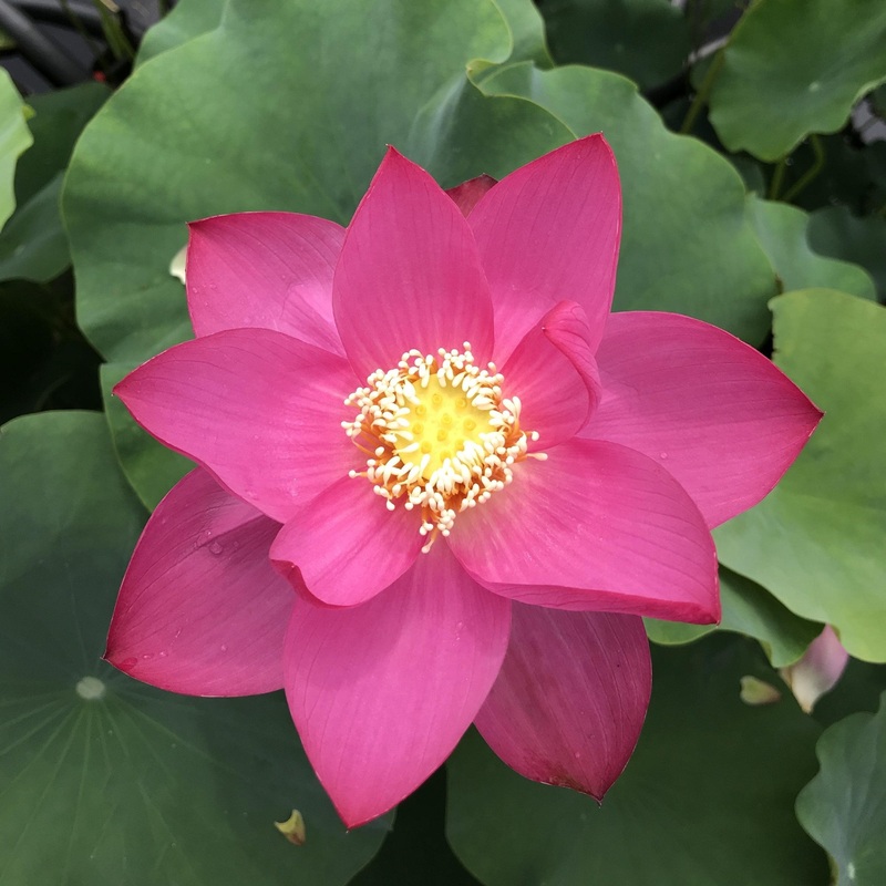Qinling Red - Giant Red Flowers Lotus (Bare Root)