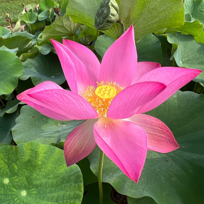 Red at Sunset Lotus (Bare Root)