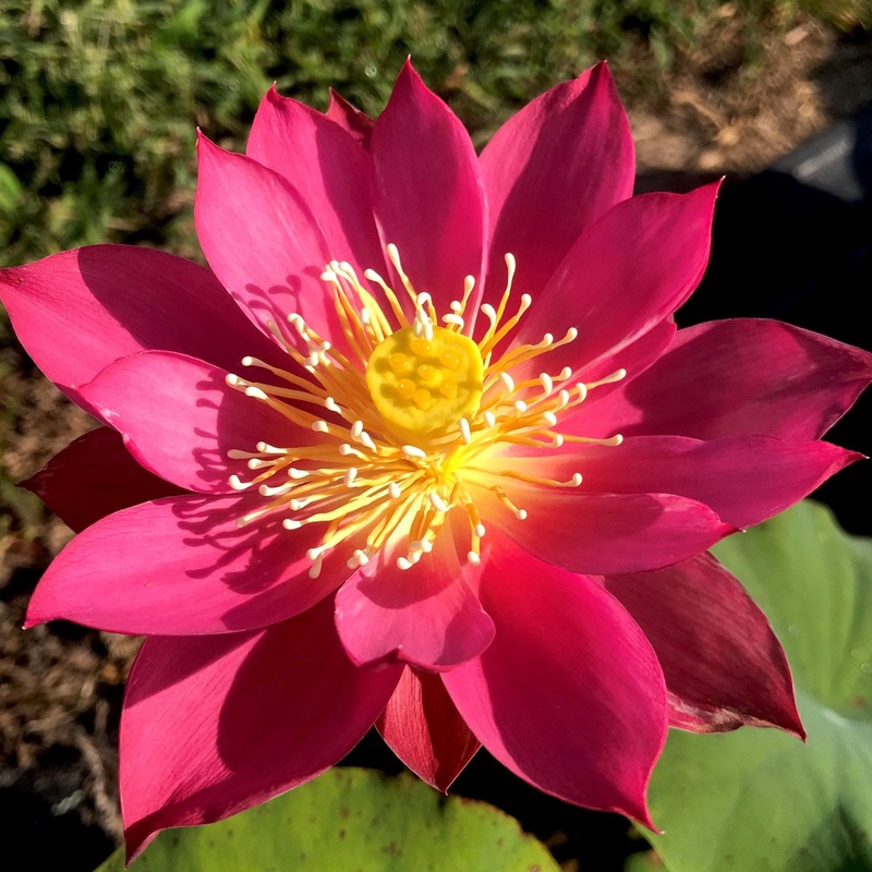 Red Light 15 Lotus (Bare Root)