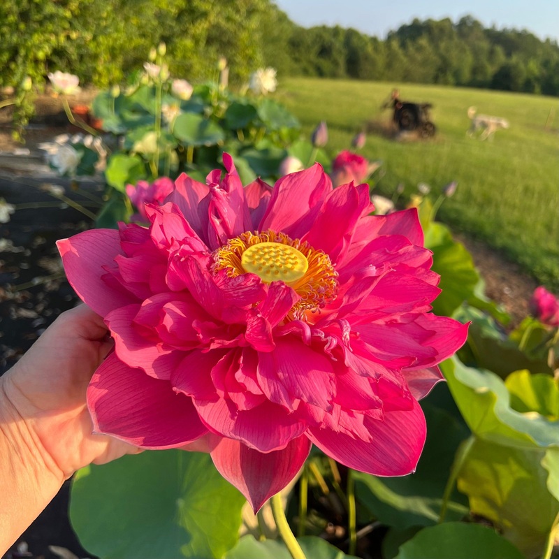 Red Phillips Lotus (Bare Root)