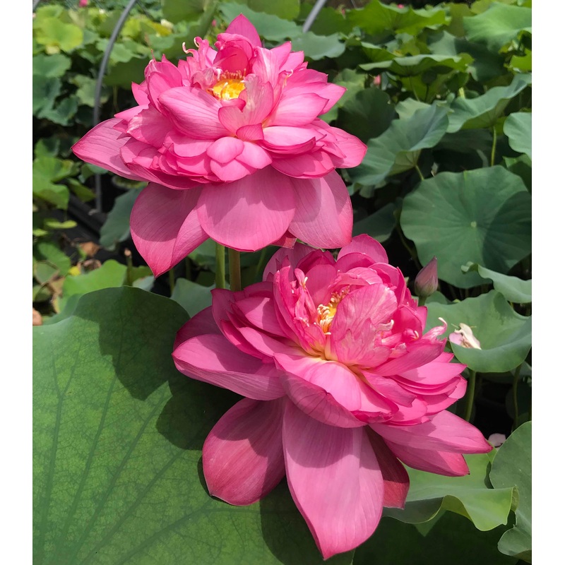 Red River #136 - World Famous Lotus (Bare Root)