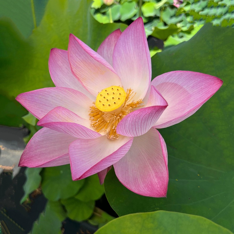 Sacred Lotus (Bare Root)