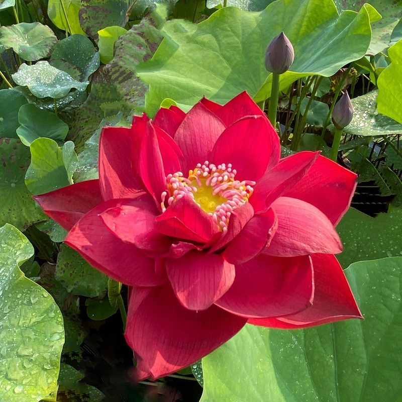 Scarlet Lady Lotus (Bare Root)