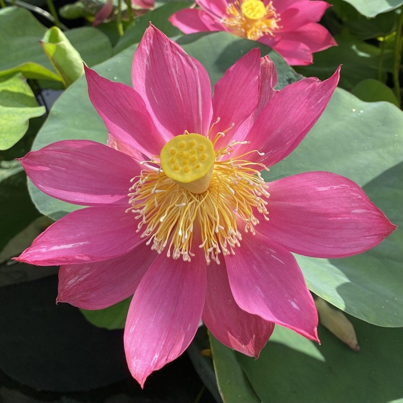 Shadow - Striped Petals Lotus (Bare Root)