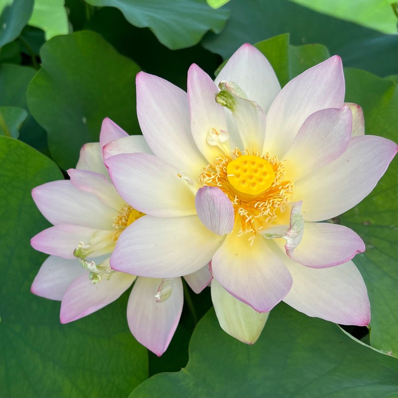 Space Lotus 36 Lotus (Bare Root)