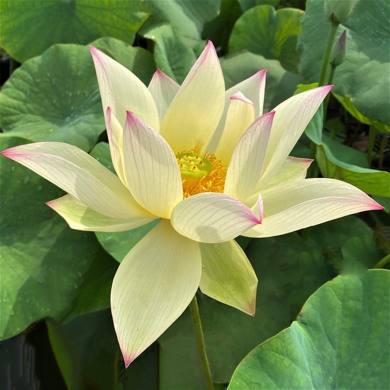Splendid Sunset Lotus (Bare Root)